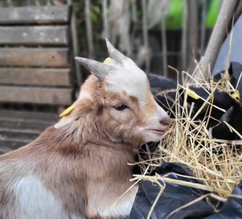 Reittherapie
